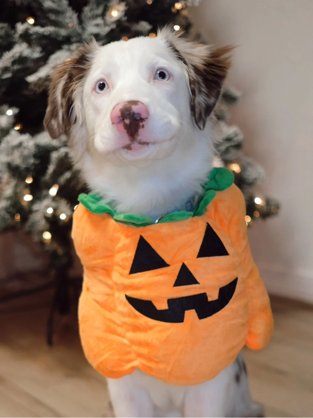 Dog’s Orange Pumpkin Costume Tunic with Green Leaf Accent